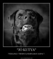 /album/fenykepgaleria/a1341602262-3391-5blackdog-f-jpg/